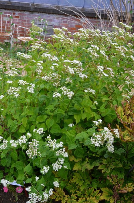 Ageratina altissima var altissima